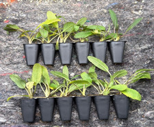 12x Salvia Nemorosa Plug