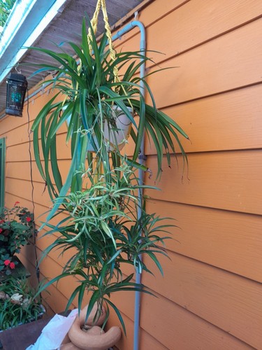 Varigated spider plant cutting - varigated,
