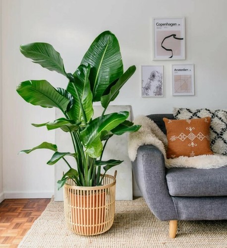 Bird paradise strelitzia - bird, of