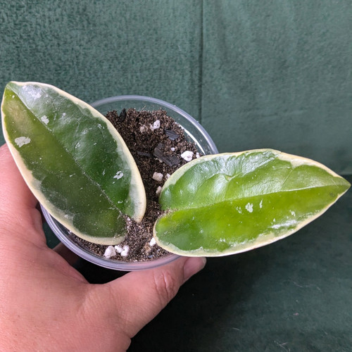 Hoya carnosa krimson queen - hoya, queen'