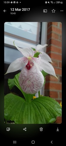 Cypripedium formosanum orchid - cypripedium,