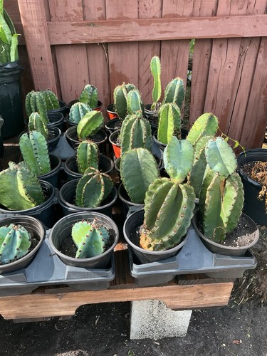 Peruvian apple cactus cereus - cactus, (cereus