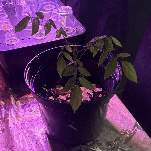Wisteria climbing potted plant - wisteria,
