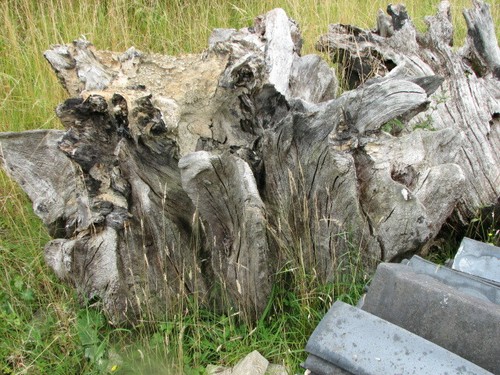 Old tree stump table base - tree,