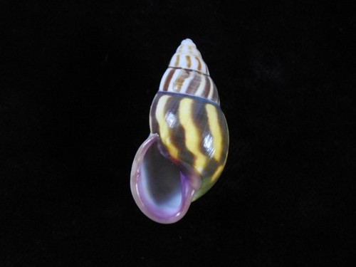 Land snail amphidromus - snail,