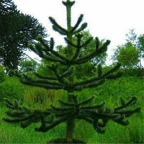 Premium monkey puzzle tree - puzzle,