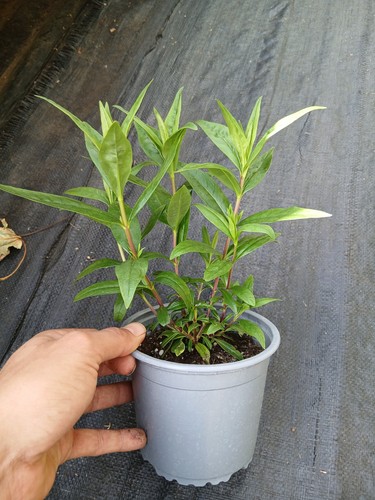 Yes two penstemon - penstemon, pensham