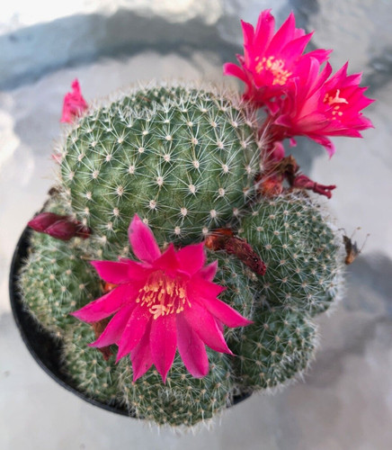 Rebutia miniscula comes a - miniscula,,