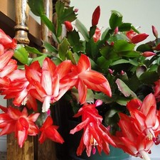 Christmas Cactus Red Indoor Plant in 10cm Pot - Schlumbergera Cacti Houseplant