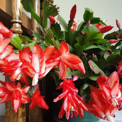 Christmas cactus red indoor - cactus,