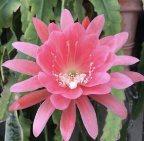Epiphyllum orchid pink cactus - pink,