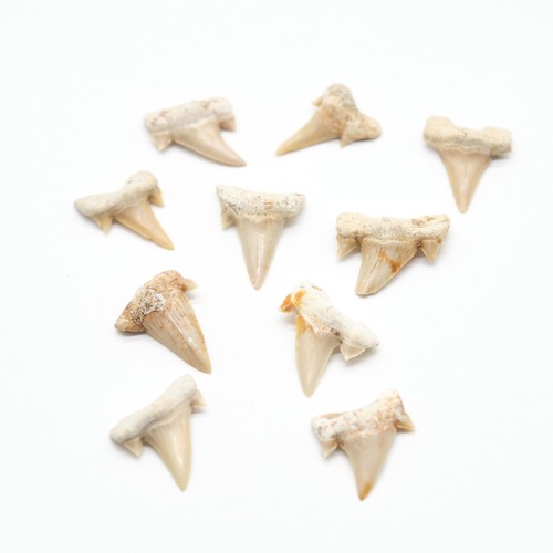 Genuine shark tooth otudus - shark,