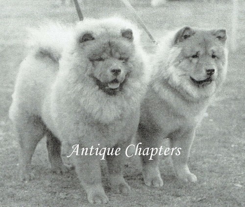 Chow dog traits - chow,