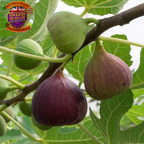 Fig tree brown - fig, turkey'