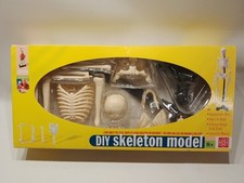 DIY Skeleton Model Edu-toys