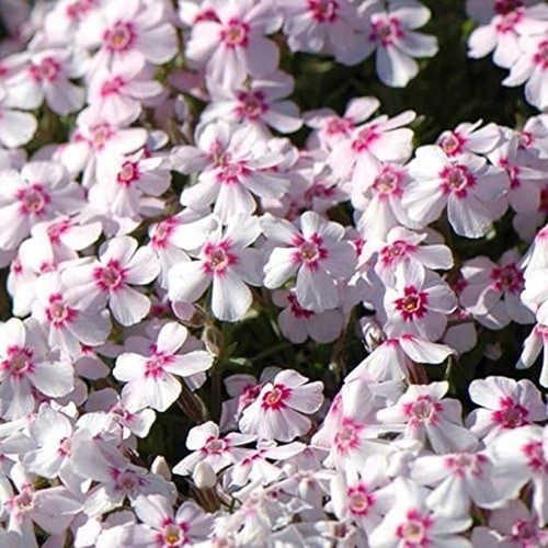 Creeping phlox subulata - creeping,