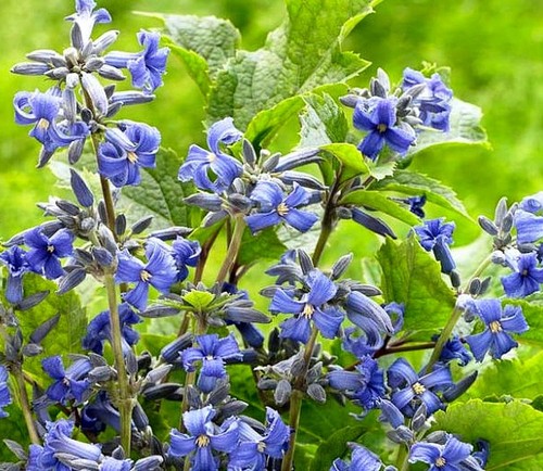 Clematis heracleifolia - clematis,