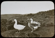 ANTIQUE Magic Lantern Slide A