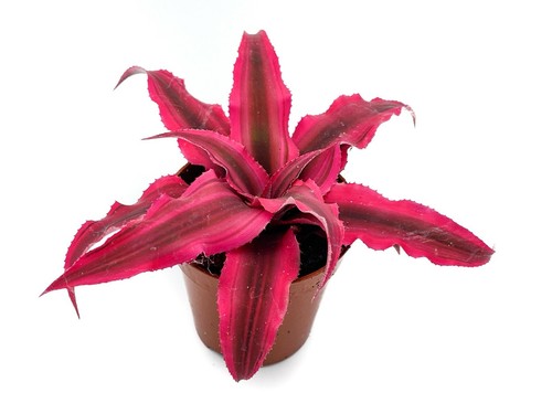 Cryptanthus rubin star baby - cryptanthus,