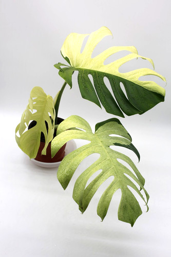 Monstera mint noid jungle - monstera,