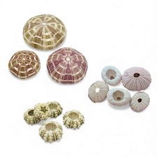 Set of 3 x Natural Sea Urchins – Choose Type & Size | Craft, Décor & Display