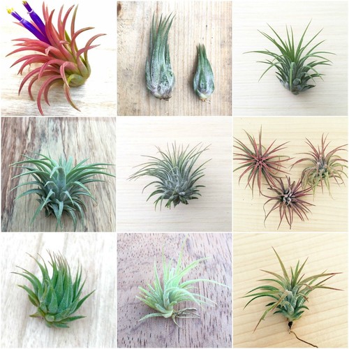 Tillandsia mix plants - tillandsia,