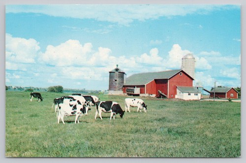 Cows field barn - barn,, grain