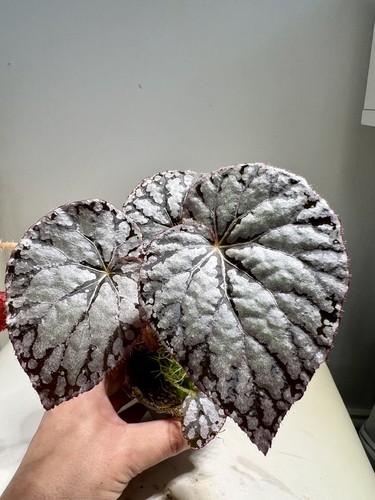 Begonia chayo plant well grown - plant,