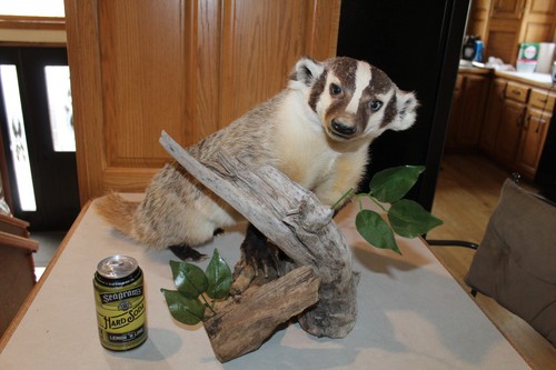 Badger mount taxidermy - badger,