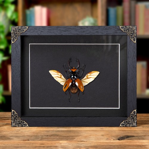 Stag beetle with wings - wings, spread
