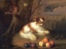 PAPILLON CHARMING DOG
