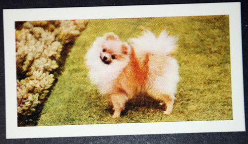 Pomeranian vintage 1960 s - pomeranian, 1960's