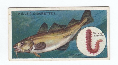 1910 fishing card fish - 1910, cod