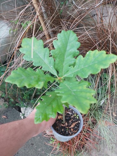 English oak qercus robur - english,