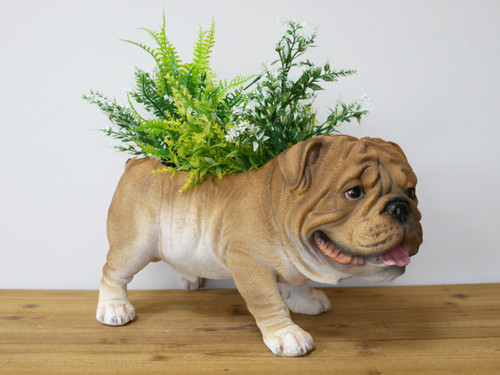 Large british bulldog bull dog - bulldog,