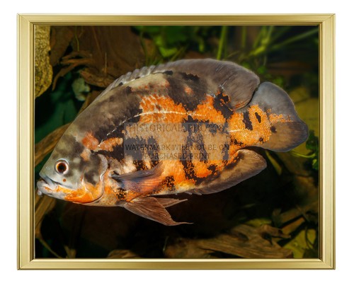 Oscar fish karlsruhe zoo - oscar,