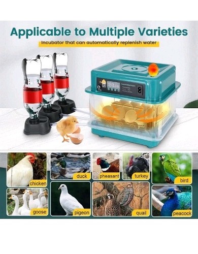 Chicken incubator for hatching - chicken,