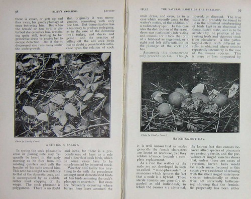Original old antique print - old,