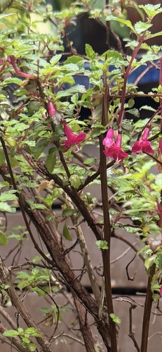 Fuchsia microphylla half - fuchsia, hardy