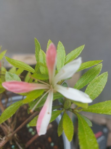 Beautiful flowering satsuki - beautiful,