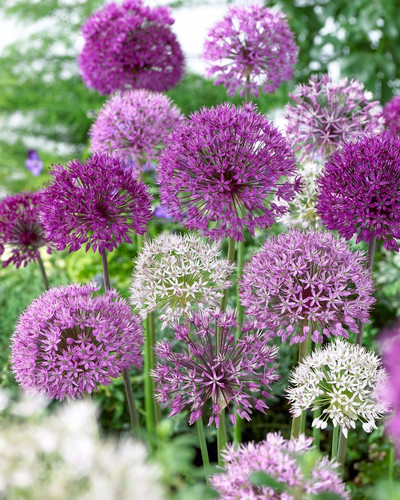 Premium allium mixed - allium,