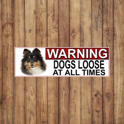 Shetland sheep dog - shetland,