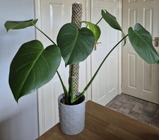 Monstera Deliciosa / Swiss