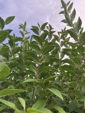 Stick insect food, fresh privet Phasmids food leaf insect - FREE DELIVERY 