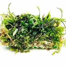 Live Aquarium Beginner Easy