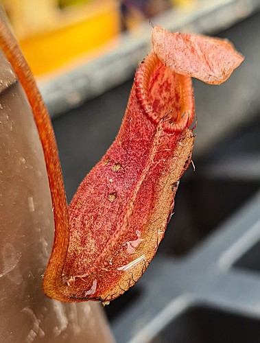 Nepenthes singalana - nepenthes,