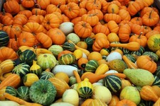 Vegetable - Ornamental Gourd - Small Fruited - 100 Seeds