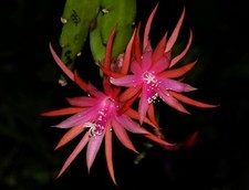 EPIPHYLLUM x 'JALISCO FLIRT'-