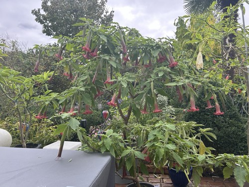 Brugmansia artus angels - brugmansia,