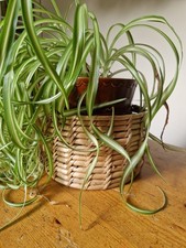 Vintage Bamboo Cane Wicker